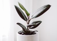 Tropical Vibes: Τα πιο ιδιαίτερα φυτά που θα μεταμορφώσουν ακόμα και τις πιο αδιάφορες γωνιές του σπιτιού σας Tropical Vibes: Τα πιο ιδιαίτερα φυτά που θα μεταμορφώσουν ακόμα και τις πιο αδιάφορες γωνιές του σπιτιού σας