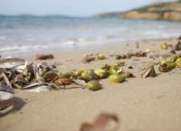 Σπάνιο φαινόμενο σε πολλές ελληνικές παραλίες – Τι είναι οι περίεργοι καρποί που ξεβράζει η θάλασσα Σπάνιο φαινόμενο σε πολλές ελληνικές παραλίες – Τι είναι οι περίεργοι καρποί που ξεβράζει η θάλασσα