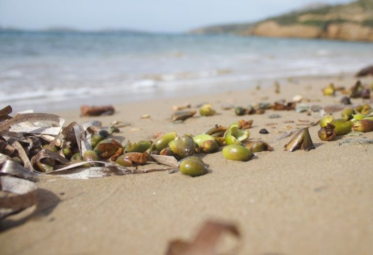 Σπάνιο φαινόμενο σε πολλές ελληνικές παραλίες – Τι είναι οι περίεργοι καρποί που ξεβράζει η θάλασσα
