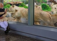 Ινδία: Πυρά κατά της δυναστείας Αμπάνι για πάρκο άγριων ζώων Ινδία: Πυρά κατά της δυναστείας Αμπάνι για πάρκο άγριων ζώων