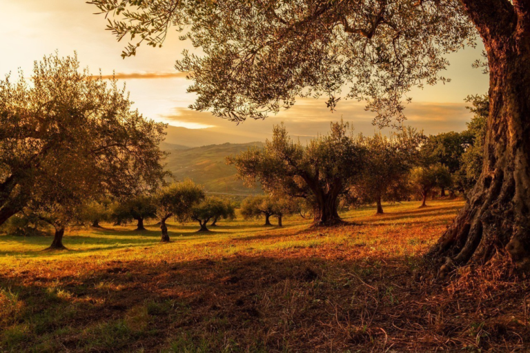 Η πικρή αλήθεια για το ελαιόλαδο και τον αγώνα των Ελλήνων αγροτών–Κλοπές και ξηρασία απειλούν την παραγωγή