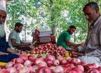 Ινδοί επιστήμονες στο «κυνήγι» της αναζήτησης για το τέλειο μήλο Ινδοί επιστήμονες στο «κυνήγι» της αναζήτησης για το τέλειο μήλο