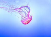 Greece Faces Expanding Outbreak of Stinging Purple Jellyfish Greece Faces Expanding Outbreak of Stinging Purple Jellyfish