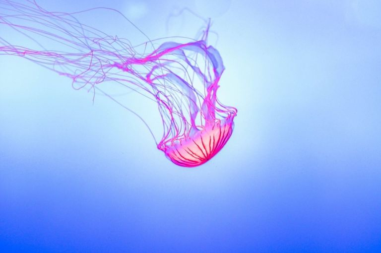 Greece Faces Expanding Outbreak of Stinging Purple Jellyfish