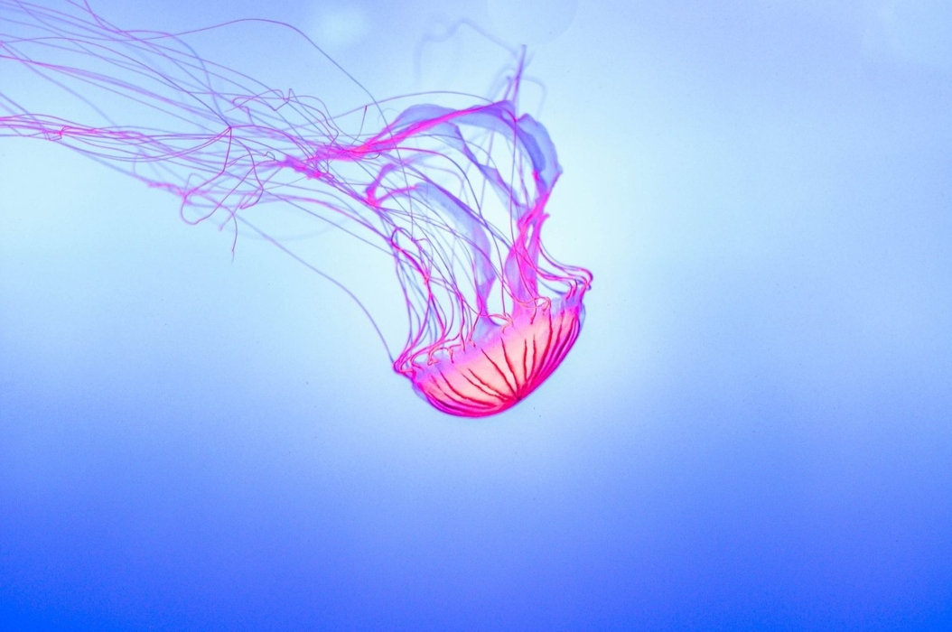 Greece Faces Expanding Outbreak of Stinging Purple Jellyfish
