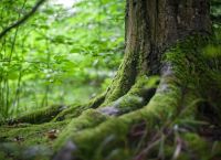 Imported fungi are killing Greek forests – Which areas are in the red Imported fungi are killing Greek forests – Which areas are in the red