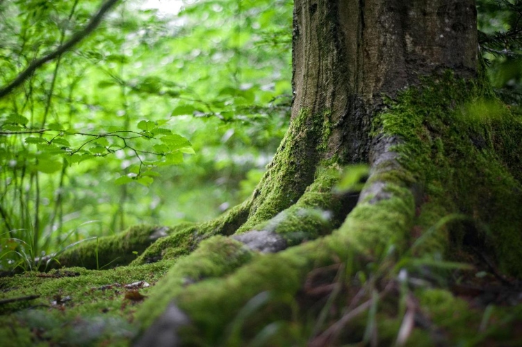 Imported fungi are killing Greek forests – Which areas are in the red