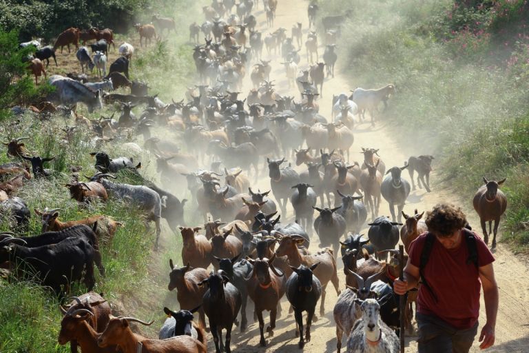 Ισπανία: Κατσίκες για… πολιτικής προστασίας