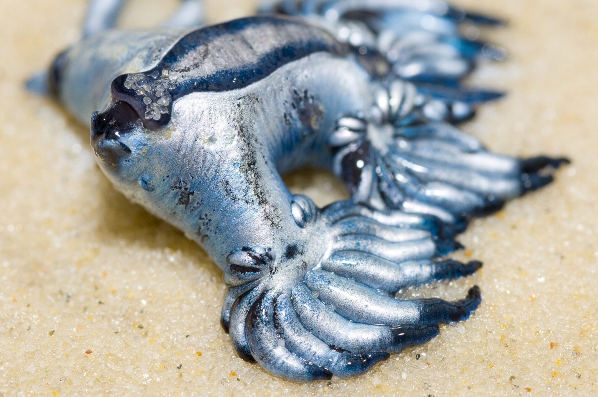 Glaucus Atlanticus drakos