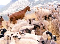 Ευλογιά αιγοπροβάτων – Σε απόγνωση οι κτηνοτρόφοι Ευλογιά αιγοπροβάτων – Σε απόγνωση οι κτηνοτρόφοι