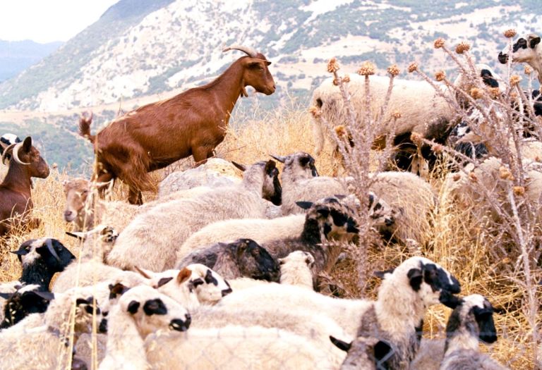 Ευλογιά αιγοπροβάτων – Σε απόγνωση οι κτηνοτρόφοι