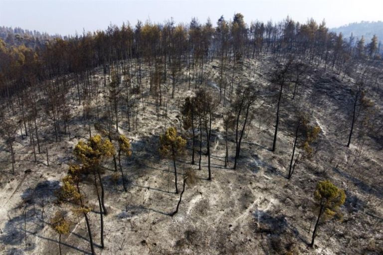 SOS από τον Λαγουβάρδο: 9 εκατ. στρέμματα καμένα στην Ευρώπη – 454.000 στην Ελλάδα μέχρι τα μέσα Αυγούστου