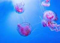 Purple Jellyfish: Surge in Euboea and the Sporades – What to Do If You’re Stung Purple Jellyfish: Surge in Euboea and the Sporades – What to Do If You’re Stung