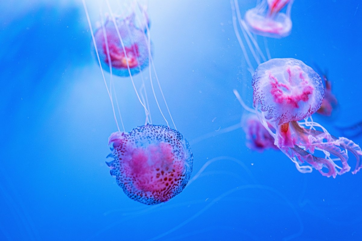 Purple Jellyfish: Surge in Euboea and the Sporades – What to Do If You’re Stung