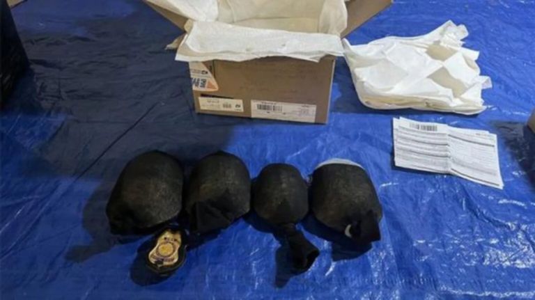 ΗΠΑ: 850 προστατευμένες χελώνες μέσα σε κάλτσες – Κινέζος ομολόγησε λαθρεμπόριο ύψους 1,2 εκατ. ευρώ
