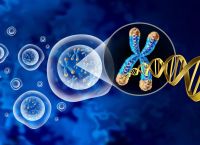 Τελομερή: Τι είναι γνωστό για τις δομές από DNA που αυξάνουν την αντιγήρανση Τελομερή: Τι είναι γνωστό για τις δομές από DNA που αυξάνουν την αντιγήρανση