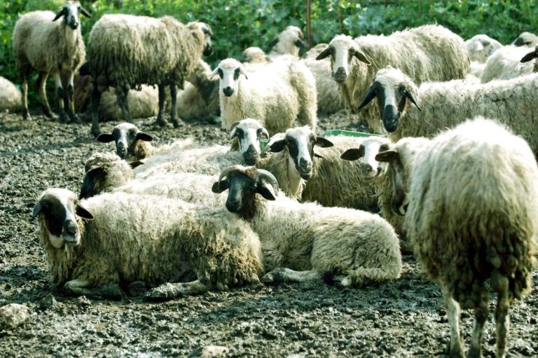 Ευλογιά προβάτων: Τι ισχύει για γάλα και κρέας