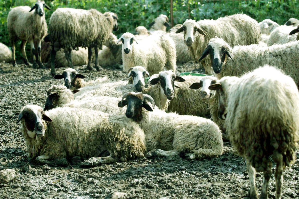 Ευλογιά προβάτων: Τι ισχύει για γάλα και κρέας