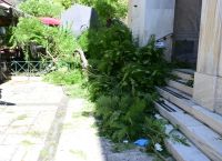 Έπεσε δέντρο στην πλατεία Αγίας Ειρήνης, στο κέντρο της Αθήνας – Δύο τραυματίες Έπεσε δέντρο στην πλατεία Αγίας Ειρήνης, στο κέντρο της Αθήνας – Δύο τραυματίες