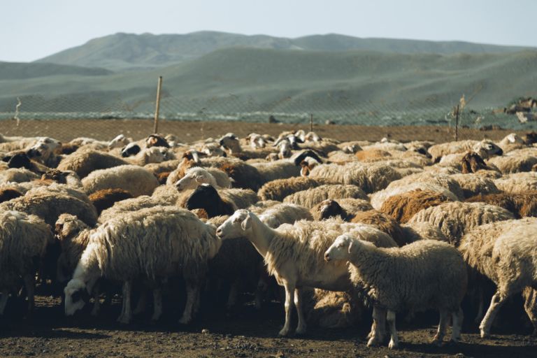 Συναγερμός για Παράνομα Εμβόλια Ευλογιάς Προβάτων: 1.000+ Δόσεις Εισαγωγή από Τουρκία