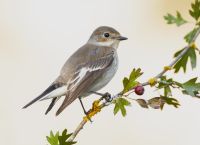 Μυστηριώδες Noisy Scrub-bird Επανεμφανίζεται στο West Cape Howe Μετά από 100 Χρόνια Μυστηριώδες Noisy Scrub-bird Επανεμφανίζεται στο West Cape Howe Μετά από 100 Χρόνια