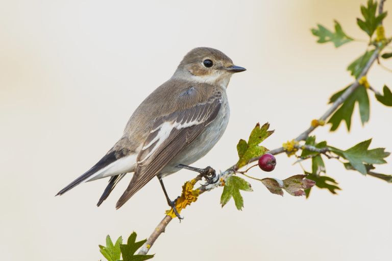 Μυστηριώδες Noisy Scrub-bird Επανεμφανίζεται στο West Cape Howe Μετά από 100 Χρόνια