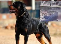 Σοκ στην Καλαμάτα: Ροτβάιλερ επιτίθεται σε 76χρονο – «Ελάτε, τον κατασπαράζει!