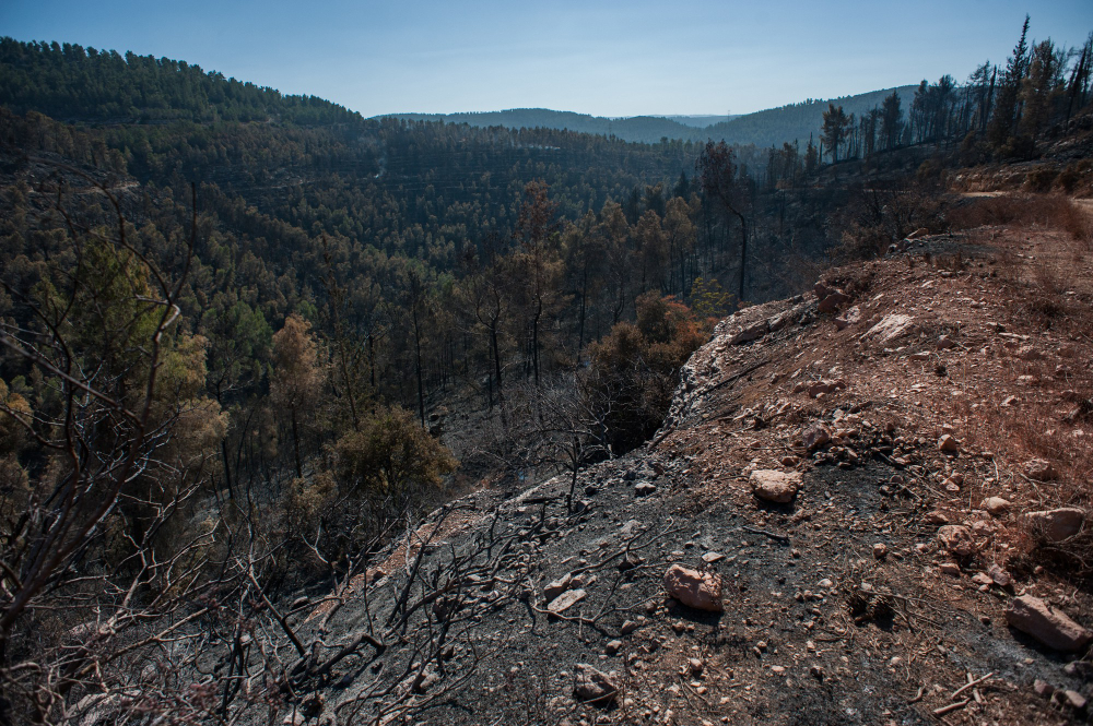 ΣΚΑΝΔΑΛΟ ΕΛΕΓΚΤΙΚΟΥ: «Οι αναδασώσεις είναι ΦΙΑΣΚΟ – Χρήματα στον αέρα, δάση… αγνοούμενα!»
