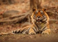 Πεινασμένες Τίγρεις της Σιβηρίας: Η Αφρικανική Πανώλη Ωθεί τα Μεγαλύτερα Αιλουροειδή του Πλανήτη