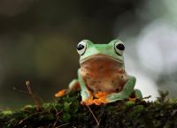 Ανακάλυψη Σοκ: Τρία Νέα Είδη Βατράχων που Γεννούν Ζωντανά Νεογνά – Όχι Αβγά