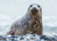 Ανταρκτική: Η γρίπη των πτηνών αφανίζει τους θαλάσσιους ελέφαντες – 53.000 θηλυκά νεκρά στη Νότια Τζόρτζια