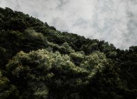 Ποιες χώρες απέκτησαν τα περισσότερα δάση από το 2015 έως το 2025;