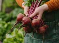 Σελινόριζα, παντζάρια, αντίδια “κατακτούν” το φθινόπωρο