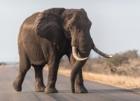 DNA από κοπριά ελεφάντων: Ανακαλύφθηκαν 25% περισσότεροι δασικοί ελέφαντες – 135.690 ζώα αντί για 110.000