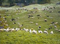 Σέρρες: Ευλογιά «σφαγιάζει» το 1/5 του ζωικού κεφαλαίου – 30.000 αιγοπρόβατα νεκρά ή για σφαγή σε 3 μήνες