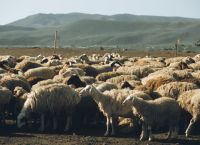 ΑΑΔΕ: Μπλόκο σε 8.000 απαγορευμένα εμβόλια από Τουρκία – Κίνδυνος για ευλογιά αιγοπροβάτων