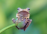 Πώς η εξαφάνιση των βατράχων εκτόξευσε τα κρούσματα ελονοσίας – Οι «φύλακες» που χάσαμε