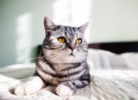 Γάτες και σχιζοφρένεια: Νέα ανάλυση 17 μελετών δείχνει διπλάσιο κίνδυνο – αλλά δεν είναι τόσο απλό