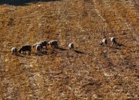 ΟΠΕΚΕΠΕ: Κατατέθηκε στην Κομισιόν το Σχέδιο Δράσης για τον εκσυγχρονισμό του συστήματος