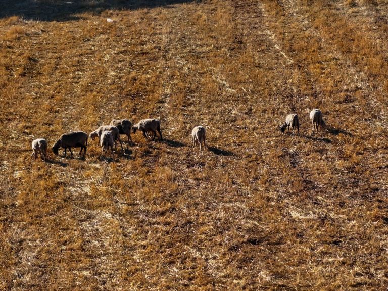 ΟΠΕΚΕΠΕ: Κατατέθηκε στην Κομισιόν το Σχέδιο Δράσης για τον εκσυγχρονισμό του συστήματος