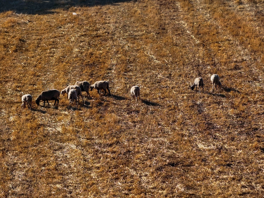 ΟΠΕΚΕΠΕ: Κατατέθηκε στην Κομισιόν το Σχέδιο Δράσης για τον εκσυγχρονισμό του συστήματος