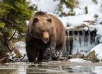 Greenpeace Καταγγέλλει Σλοβακία στην ΕΕ για Μαζική Θανάτωση Αρκούδων