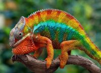 Επιστήμονες λύνουν το αρχαίο μυστήριο για τα μάτια του χαμαιλέοντα