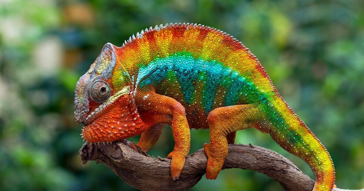 Επιστήμονες λύνουν το αρχαίο μυστήριο για τα μάτια του χαμαιλέοντα