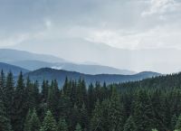 Τα Ελληνικά Ελατοδάση Πεθαίνουν Μαζικά: Ξηρασία και Φλοιοφάγα Σκαθάρια η Νέα Απειλή Μετά τις Πυρκαγιές