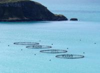 Υδατοκαλλιέργεια: Μικρότερη η «ψαριά» το 2024 – Τι δείχνουν τα στοιχεία της ΕΛΣΤΑΤ