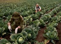 Ουραγός και στο μαρούλι η Ελλάδα: γιατί μια αγροτική χώρα εισάγει χιλιάδες τόνους κάθε χρόνο