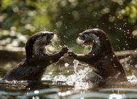 Οι άνθρωποι πιο «πιστοί» από χιμπατζήδες και γορίλες – Πιο κοντά σε… σουρικάτες και κάστορες!