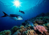 Βαθυβυθικές εξορύξεις σκοτώνουν 37% των θαλάσσιων πλασμάτων – 4.000 νέα είδη σε κίνδυνο