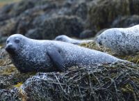 Οι σπάνιες φώκιες Monachus monachus κρύβονται σε σπηλιές για να γλιτώσουν από τουρίστες και σκάφη